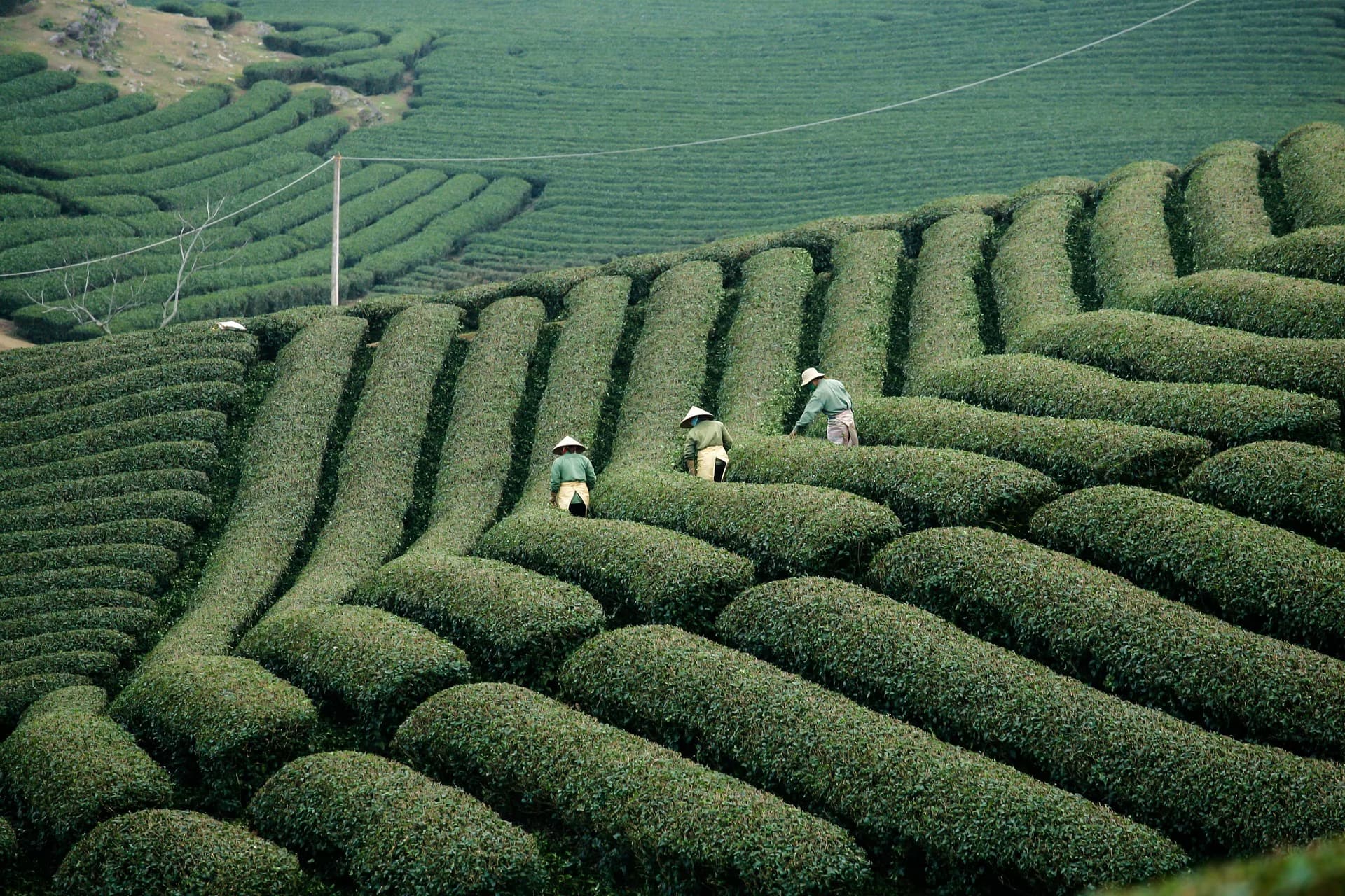 DaChaYuan — Tea garden at first light